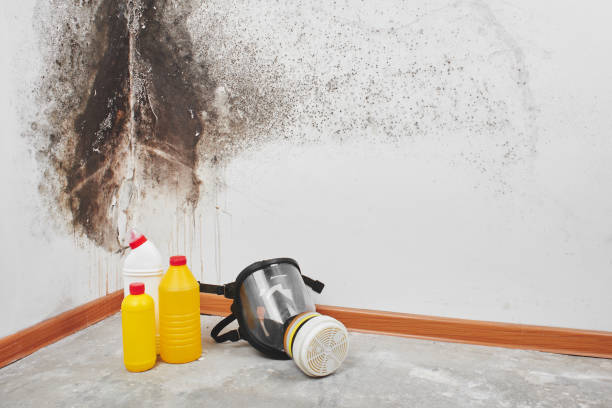 Best Emergency Mold Removal  in Berrien Springs, MI