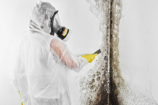 Mold Removal and Inspection in Berrien Springs, MI