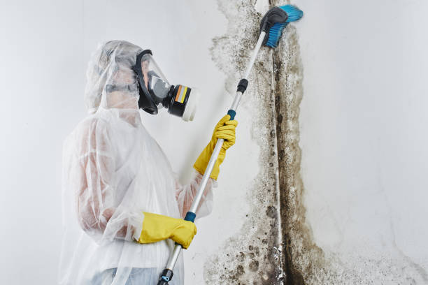 Best Certified Mold Removal  in Berrien Springs, MI