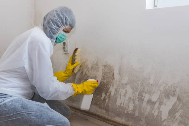 Best Mold Testing  in Berrien Springs, MI