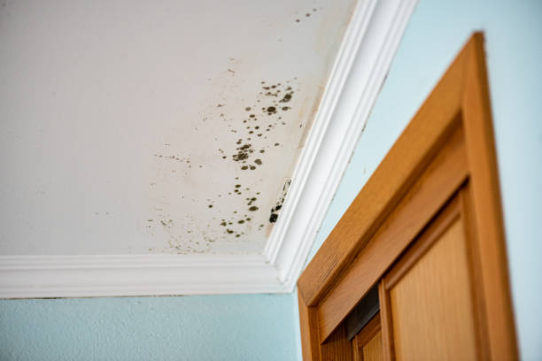Best Mold Remediation  in Berrien Springs, MI