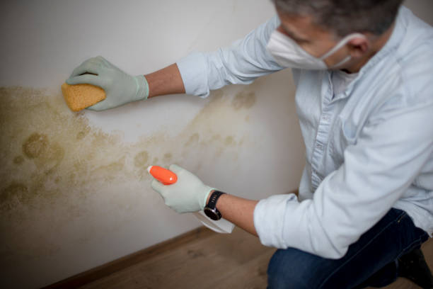 Best Mold Damage Repair  in Berrien Springs, MI