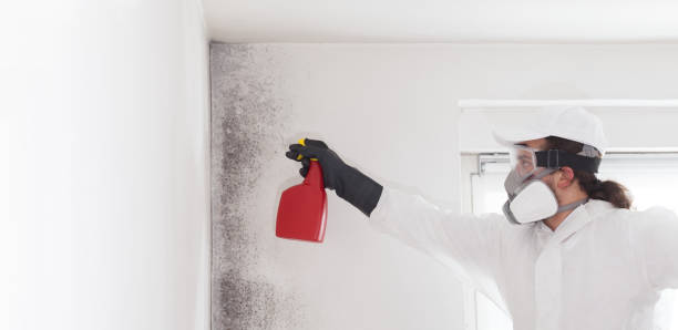 Best Mold Remediation Experts  in Berrien Springs, MI