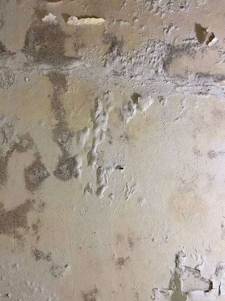 Best Mold Testing  in Berrien Springs, MI