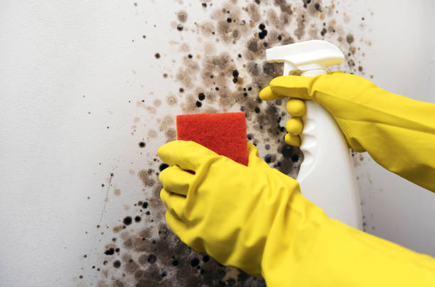 Mold Removal Process in Berrien Springs, MI