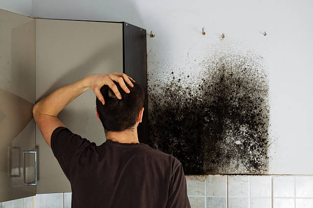 Best Black Mold Removal  in Berrien Springs, MI