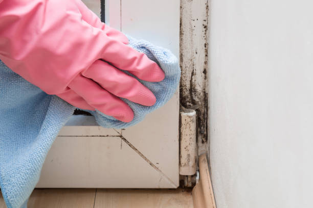 Best Toxic Mold Removal  in Berrien Springs, MI