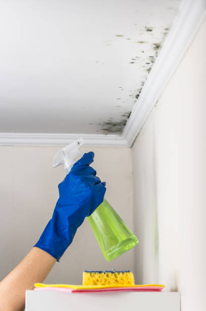 Best Toxic Mold Removal  in Berrien Springs, MI