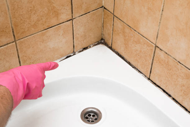 Best Affordable Mold Removal  in Berrien Springs, MI